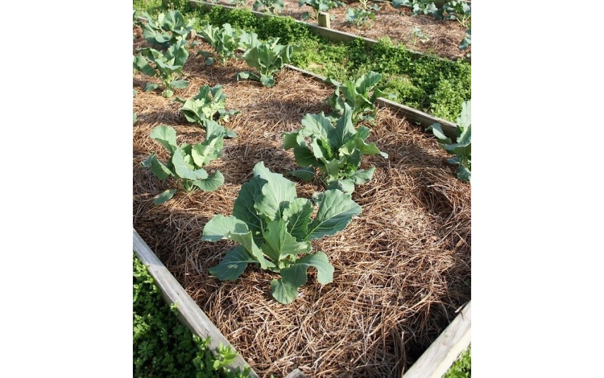 &nbsp;Lớp phủ - Cải Thiện Năng Suất C&acirc;y Trồng Của Bạn